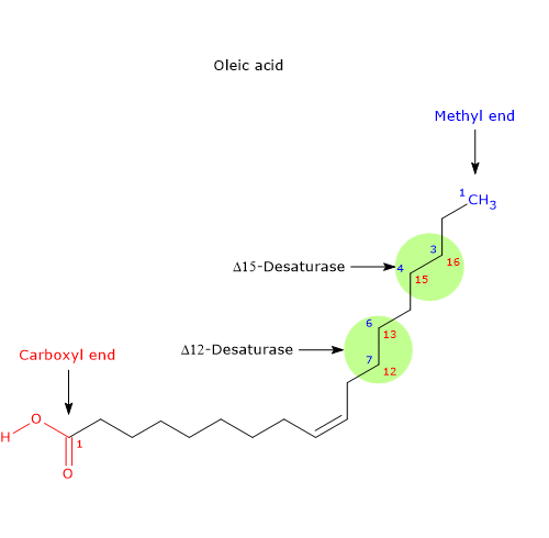 Numbering of carbon atoms of oleic acid