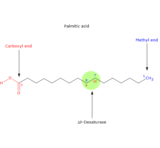 Numbering of carbons of palmitic acid, delta-9 desaturase and insertion of a double bond at the omega-7 position