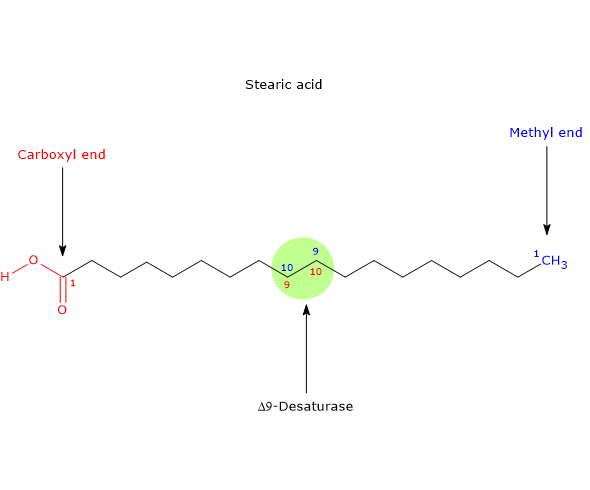 Numbering of carbons of stearic