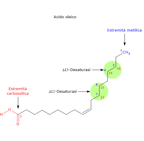 Numerazione degli atomi di carbonio dell'acido oleico