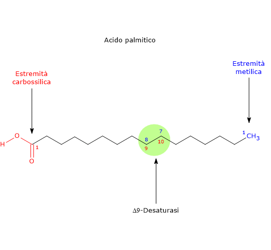Numerazione degli atomi di carbonio dell'acido palmitico e sito di azione della delta-9 desaturasi