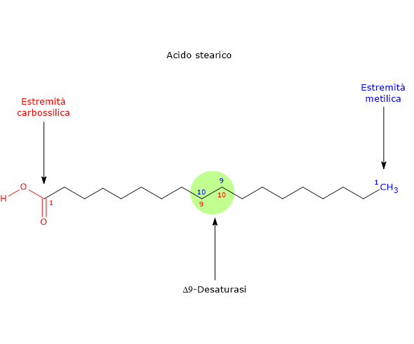 Numerazione degli atomi di carbonio dell'acido stearico e sito di azione della delta-9 desaturasi