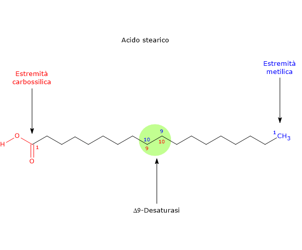 Numerazione degli atomi di carbonio dell'acido stearico