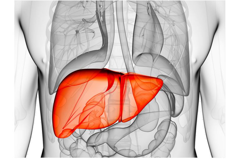 Role of the liver and glucose 6-phosphatase in regulating blood glucose levels