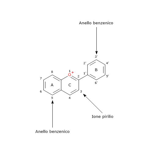 Formula di struttura dello scheletro di base degli antociani: il catione flavilio o 2-fenil benzopirilio