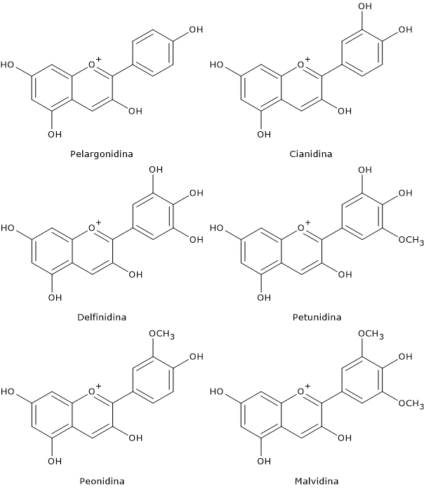 Formule di struttura di differenti antociani
