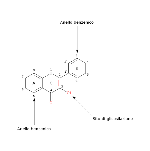 Formula di struttura dello scheletro di base dei flavonoli, polifenoli della famiglia dei flavonoidi