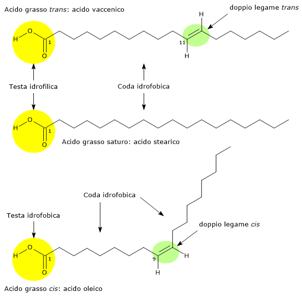 Esempi di acidi grassi trans, cis e saturi: acido vaccenico, oleico e stearico
