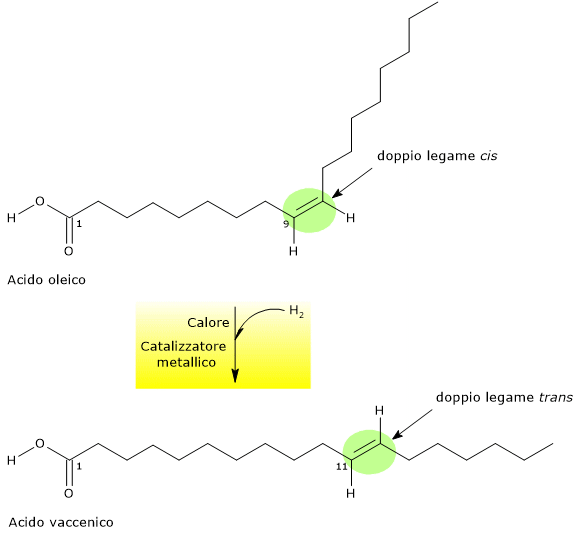Conversione cis-trans del doppio legame dell'acido oleico a dare acido vaccenico