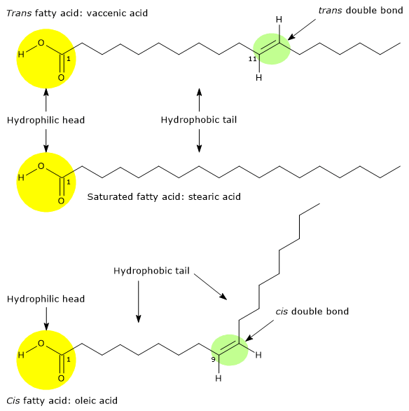 Examples of C18:1 cis/trans isomers, and of a saturated fatty acid