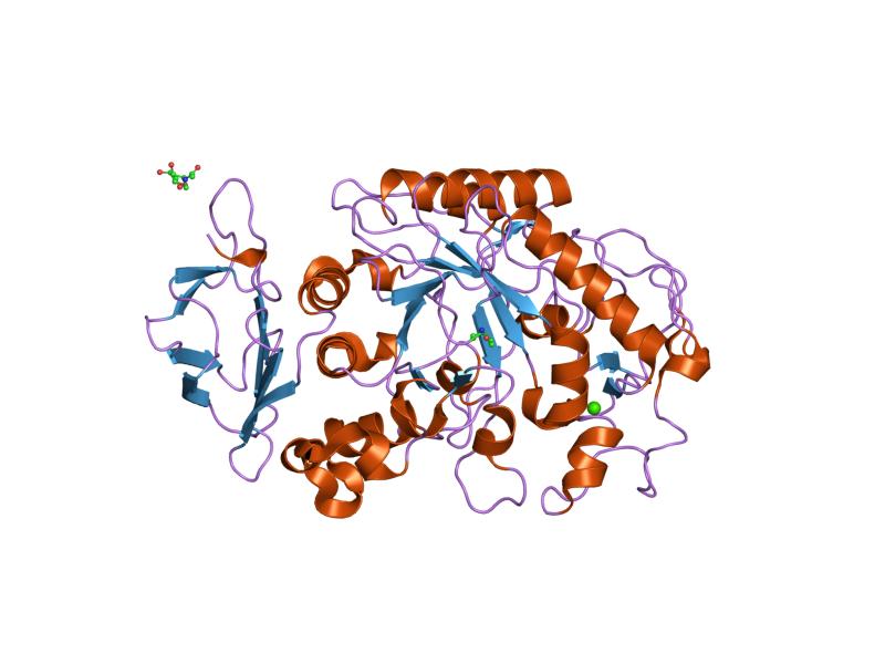 Three-dimensional structure of an alpha-amylase