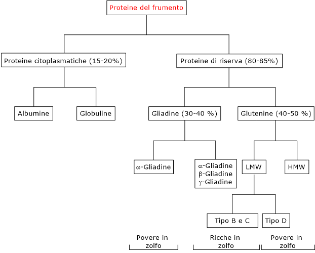 Glutine, gliadine, glutenine e altre proteine del frumento