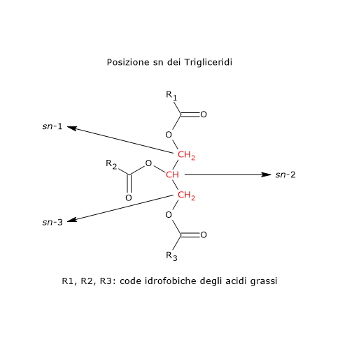 Numerazione stereospecifica o sn della molecola dei trigliceridi o triacilgliceroli