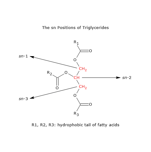 Sterospecific numbering of triglycerides