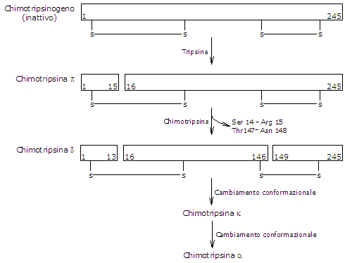 Digestione delle proteine e attivazione del chimotripsinogeno