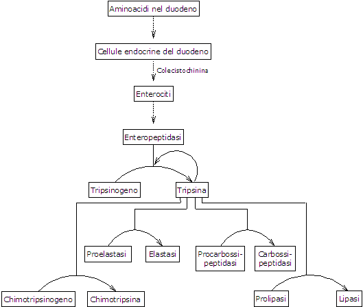 Digestione delle proteine e attivazione degli zimogeni