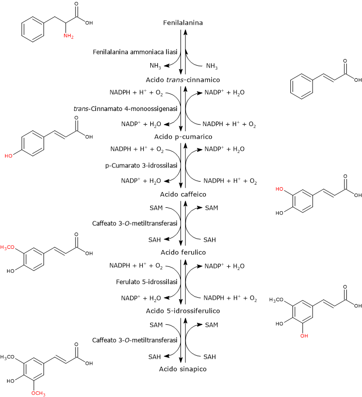 Via di sintesi degli acidi idrossicinnamici dalla fenilalanina