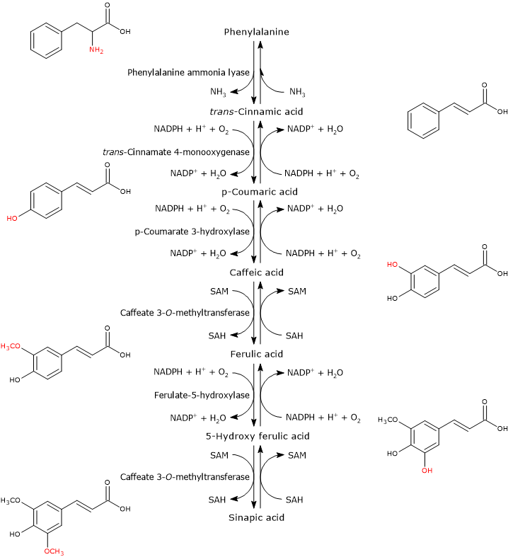 Synthesis of hydroxycinnamic acids from phenylalanine