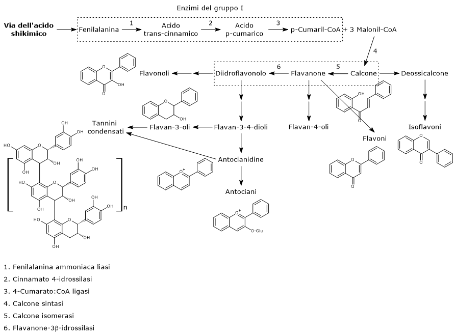 Biosintesi dei flavonoidi