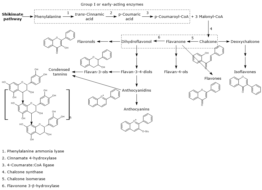 Flavonoid biosynthesis pathway