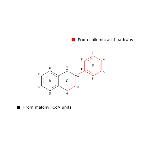 Flavonoid biosynthesis and the origin of the flavonoid skeleton