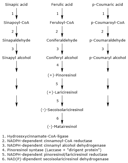 Synthesis pathways for lignans