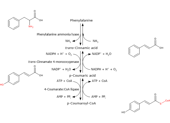 Biosynthesis of p-coumaroyl-CoA from phenylalanine
