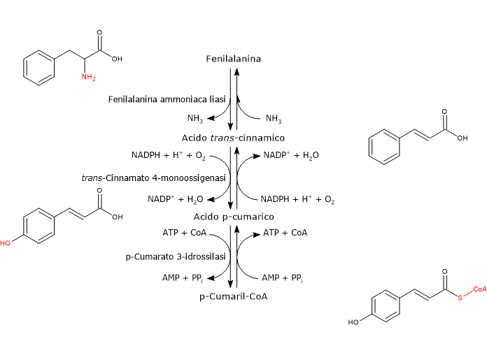 Biosintesi del p-cumaril-CoA dalla fenilalanina