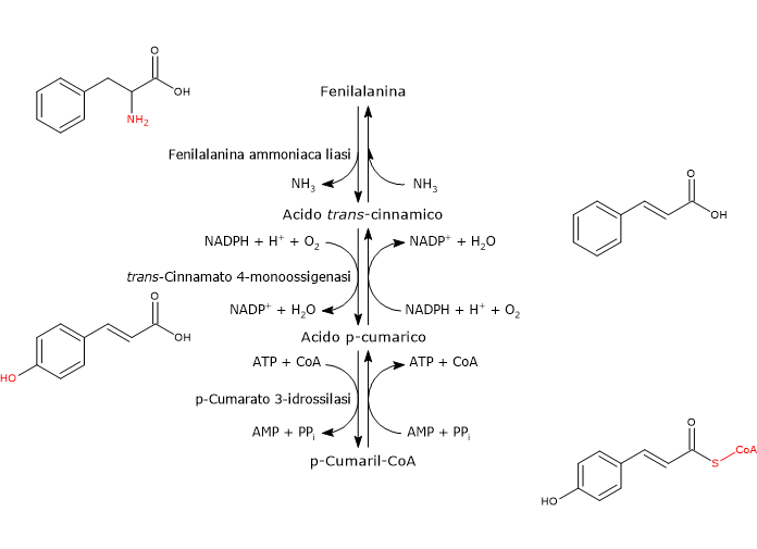 siringhe per steroidi Etica