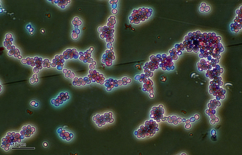 Candida albicans, una componente del microbiota umano: