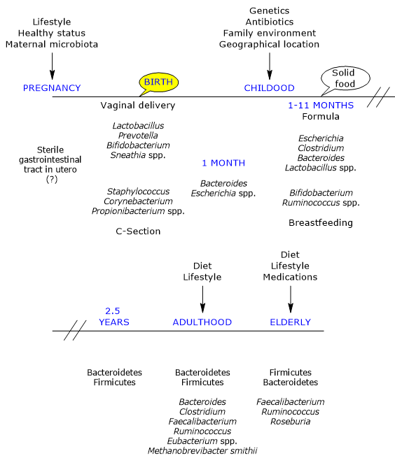 Development and modifications of gut microbiota throughout life