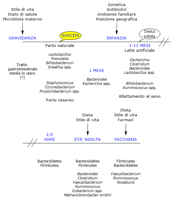 Sviluppo e modificazioni del microbiota intestinale nel corso della vita