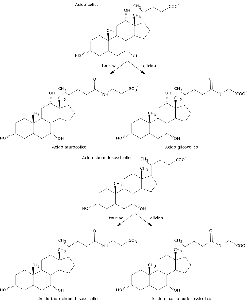 Coniugazione degli acidi colico e chenodesossicolico con taurina e glicina