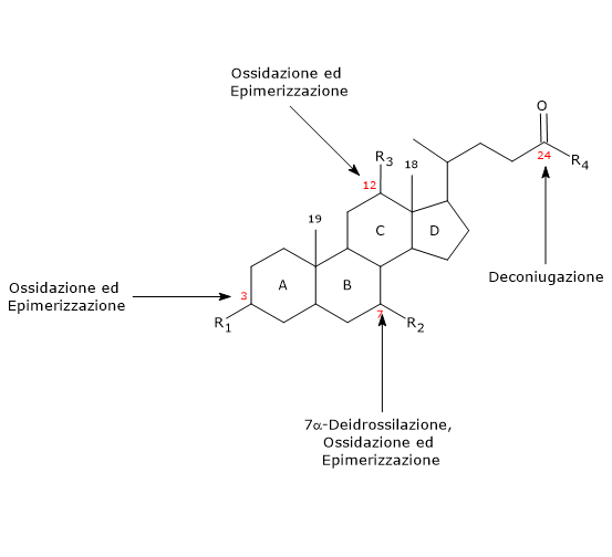 Ossidazione ed epimerizzazione dei sali biliari per azione del microbiota intestinale