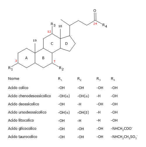 Struttura e nome dei più comuni acidi e sali biliari e dei loro coniugati