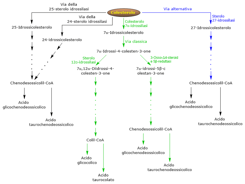 Sintesi degli acidi biliari primari e dei loro coniugati: la via classica e la via alternativa
