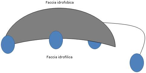 Rappresentazione del lato concavo, idrofilico, e convesso, idrofobico, dell’acido colico