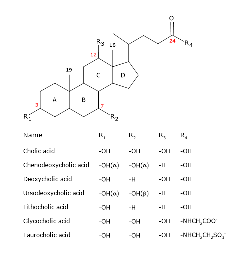 Structures and names of the most abundant bile acids and their conjugates