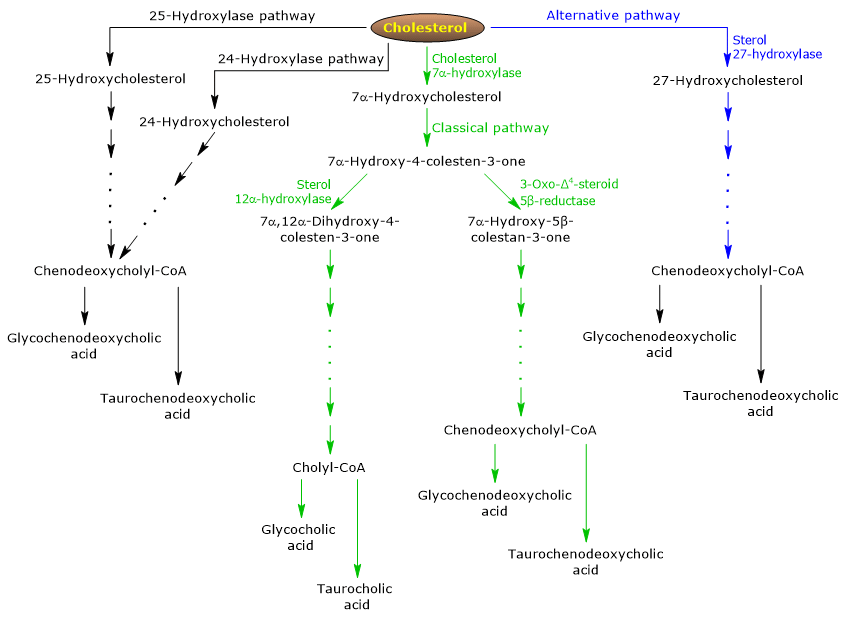 De novo synthesis of primary bile acids and their conjugates: classical and alternative pathways