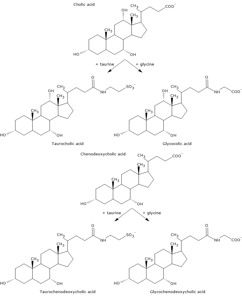 Synthesis of taurine- and glycine-conjugated bile acids