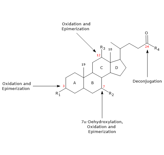 Conversion of bile acids to secondary bile acids by intestinal microbiota