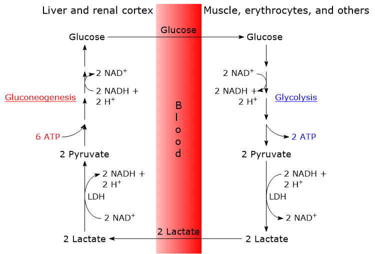 The steps of the Cori cycle or glucose-lactate cycle