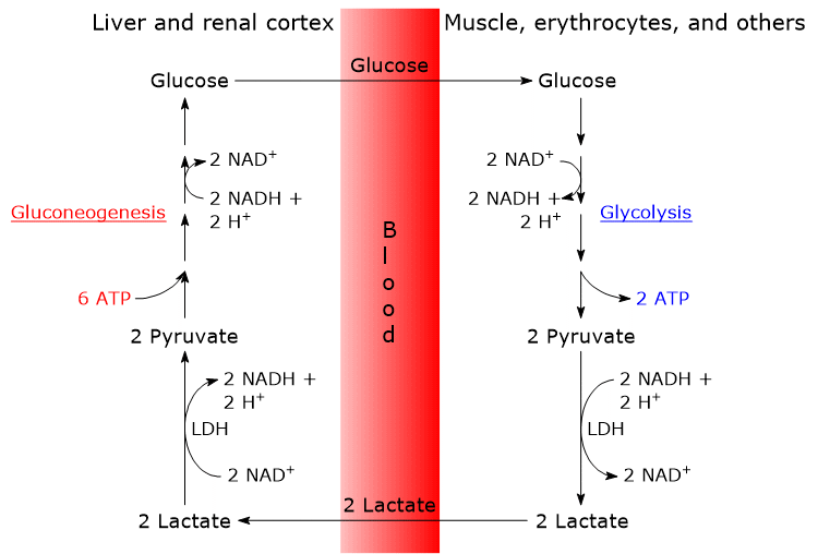 Steps, tissues and organs involved in the Cori cycle.