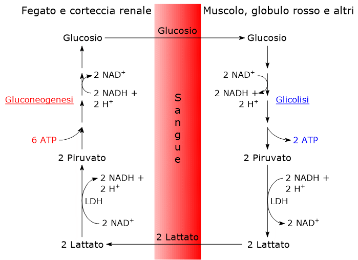 Passaggi, tessuti e organi coinvolti nel ciclo di Cori o ciclo dell'acido lattico