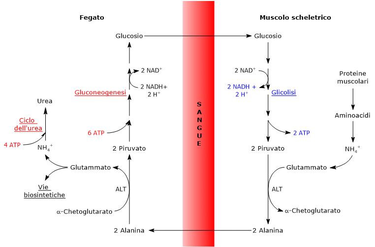 Tappe, tessuti e organi coinvolti nel ciclo glucosio-alanina o ciclo di Cahill