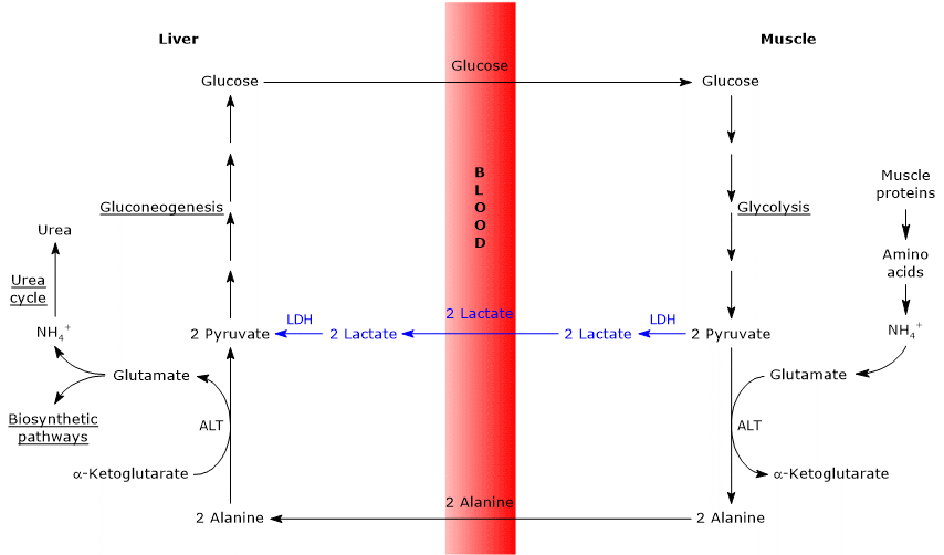 Similarities and differences between glucose-alanine cycle and Cori cycle