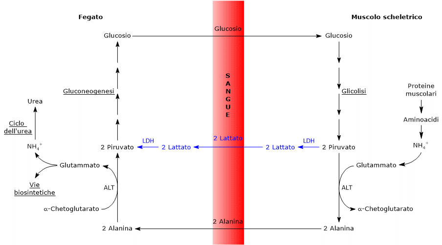 Analogie e differenze tra il ciclo di Cori e il ciclo glucosio-alanina