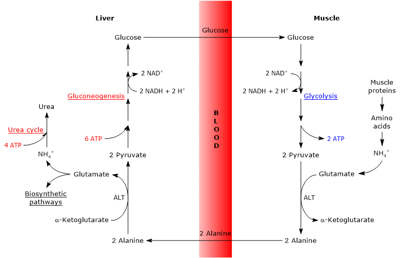 The steps of glucose-alanine cycle in liver and muscle
