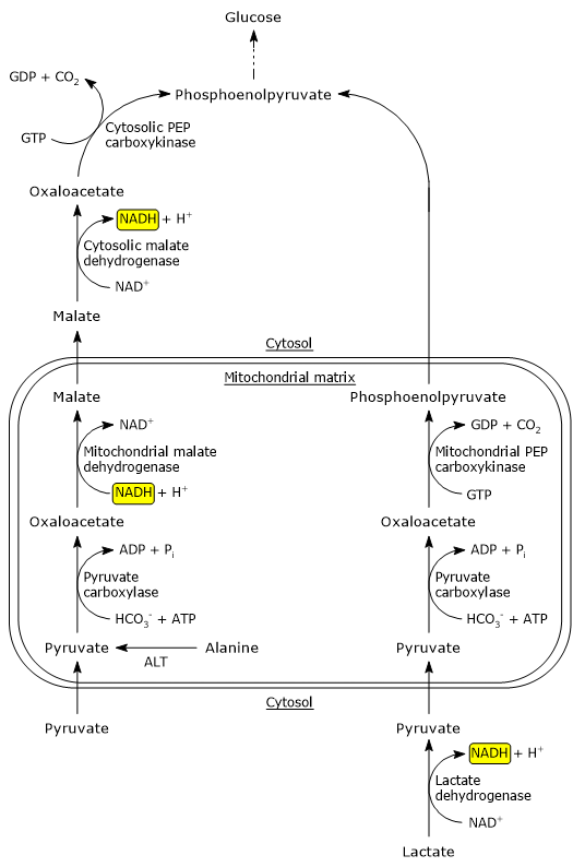 Conversion of pyruvate and alanine to phosphoenolpyruvate in gluconeogenesis