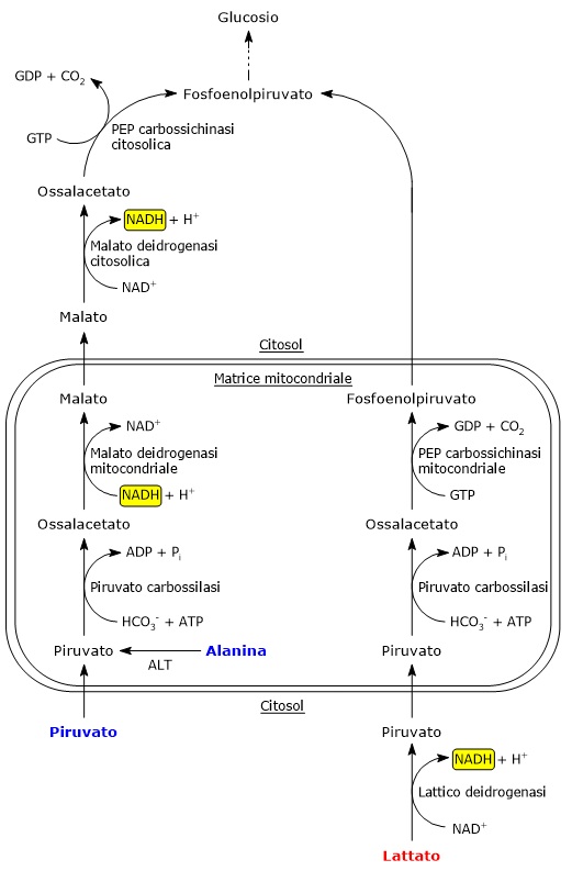 Sintesi del fosfoenolpiruvato da piruvato e alanina durante la gluconeogenesi